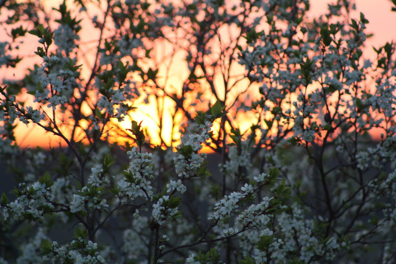 spring bloom nature free photo