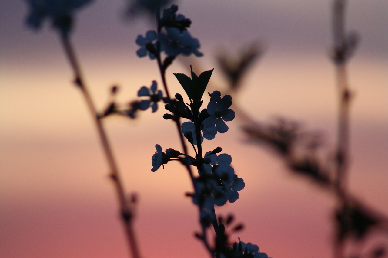 spring bloom nature free photo