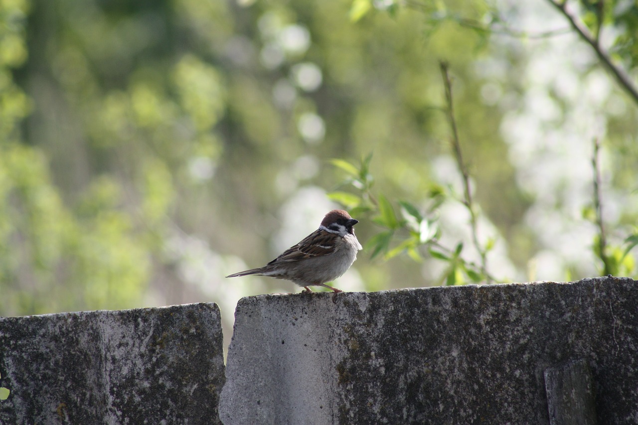 spring nature natur free photo