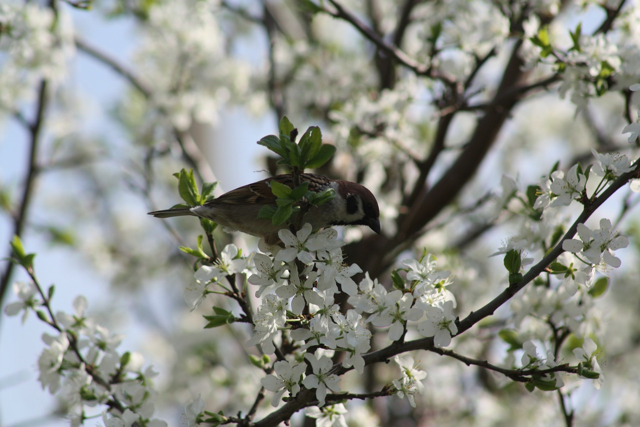 spring white bloom free photo