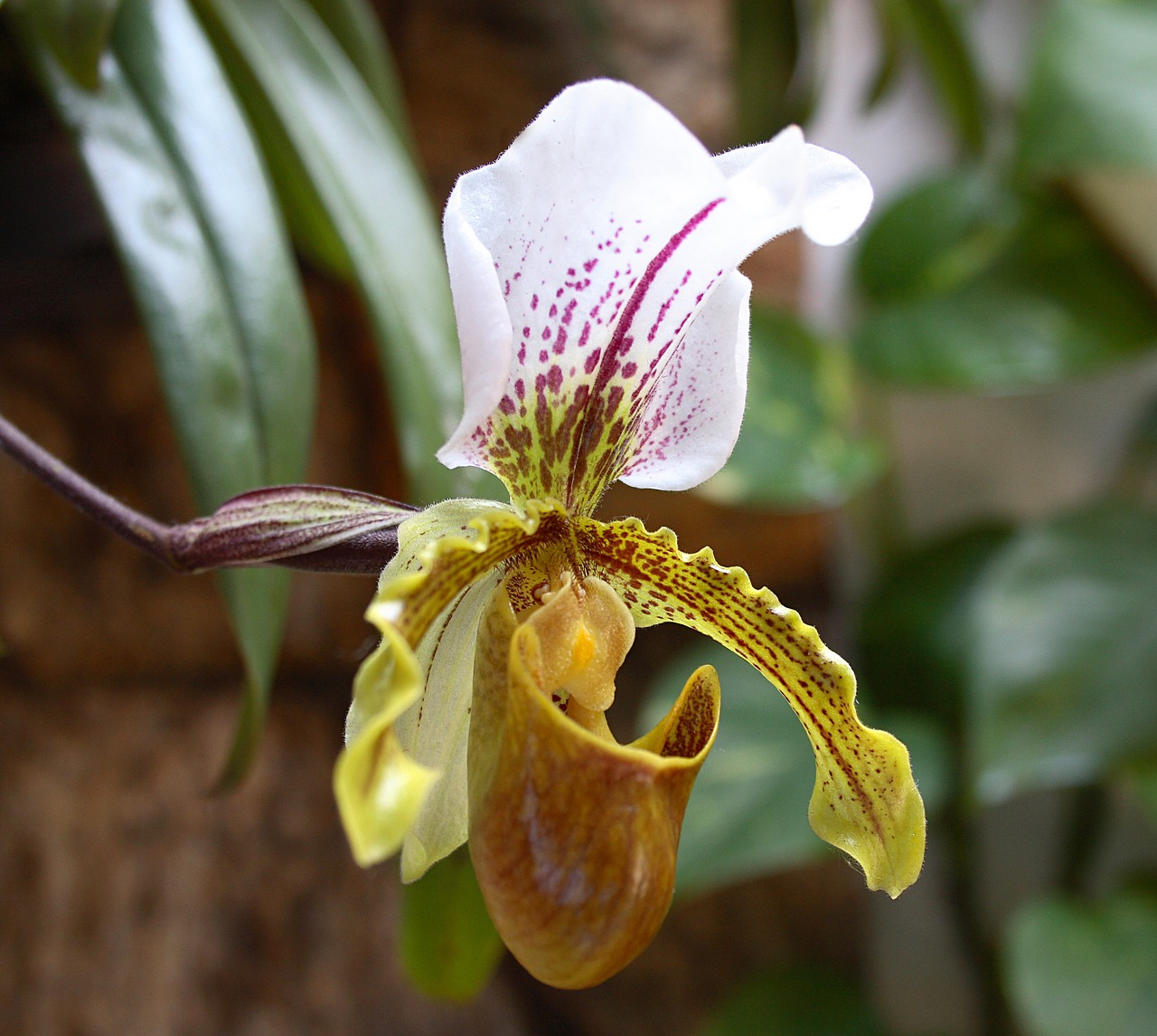 spring orquidea flower free photo
