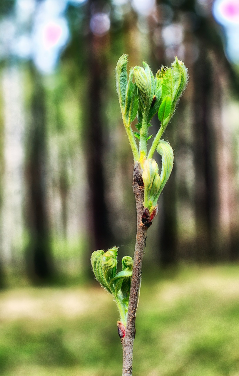 spring forest shoots free photo