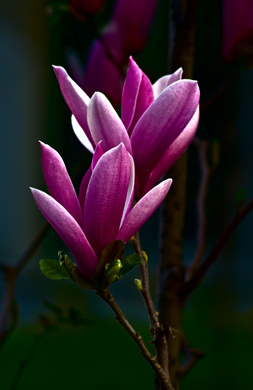 magnolia beautiful flowers free photo