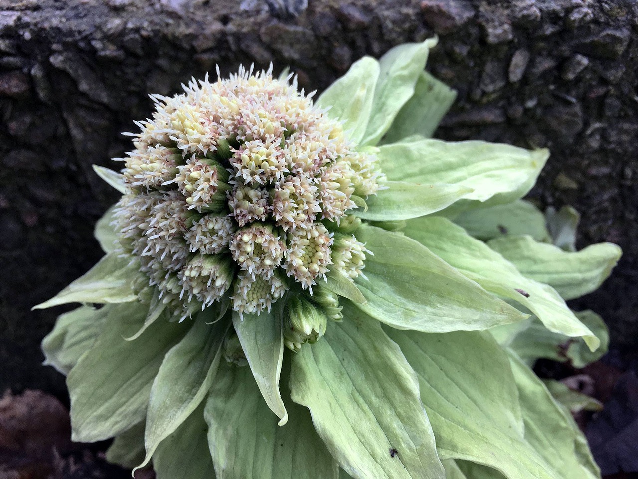 spring flower green free photo