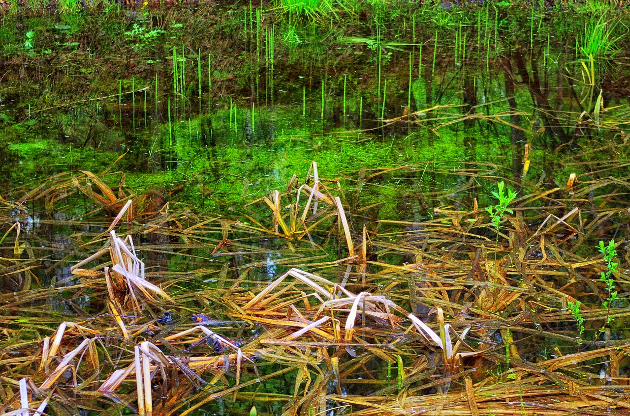 spring reed swamp free photo