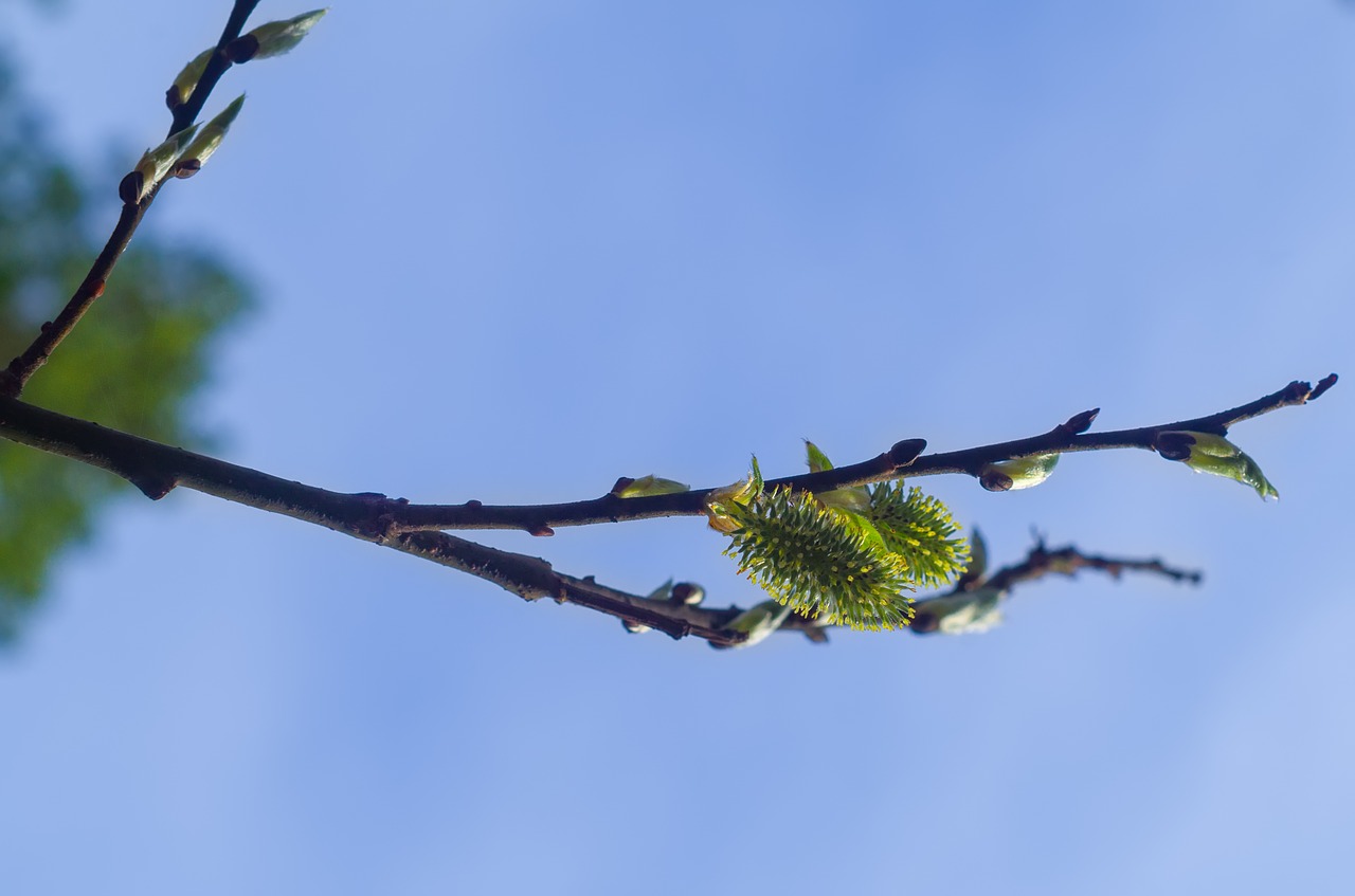 spring shackle birch free photo