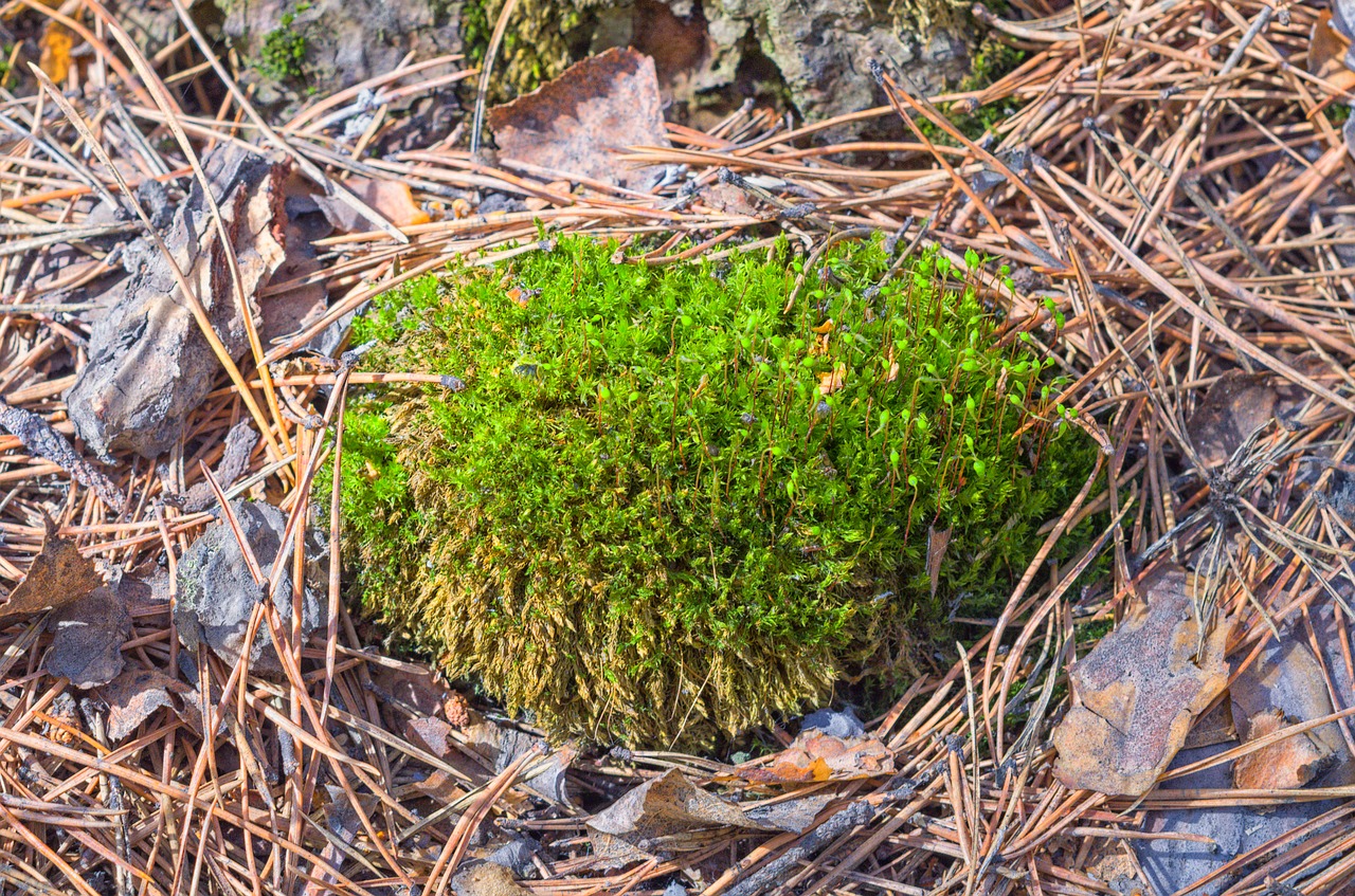 spring moss hedgehog free photo