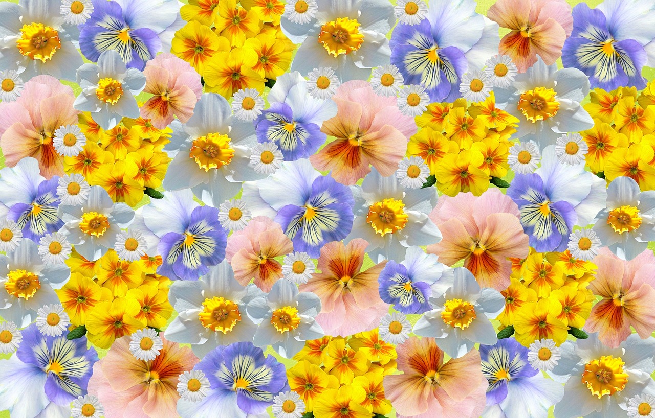 spring daffodils primroses free photo