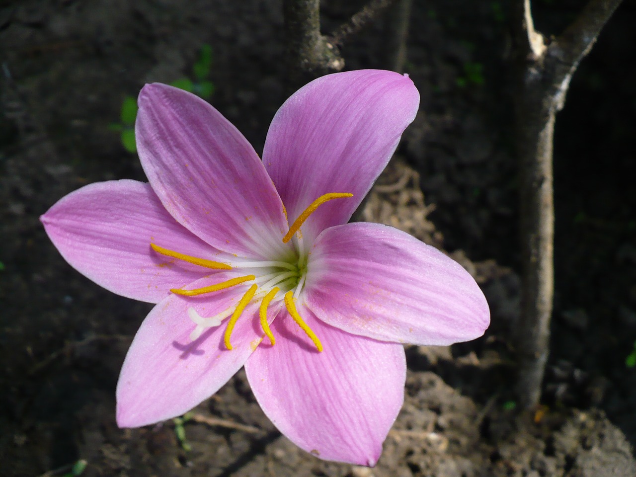 spring purple flower yellow pistils free photo