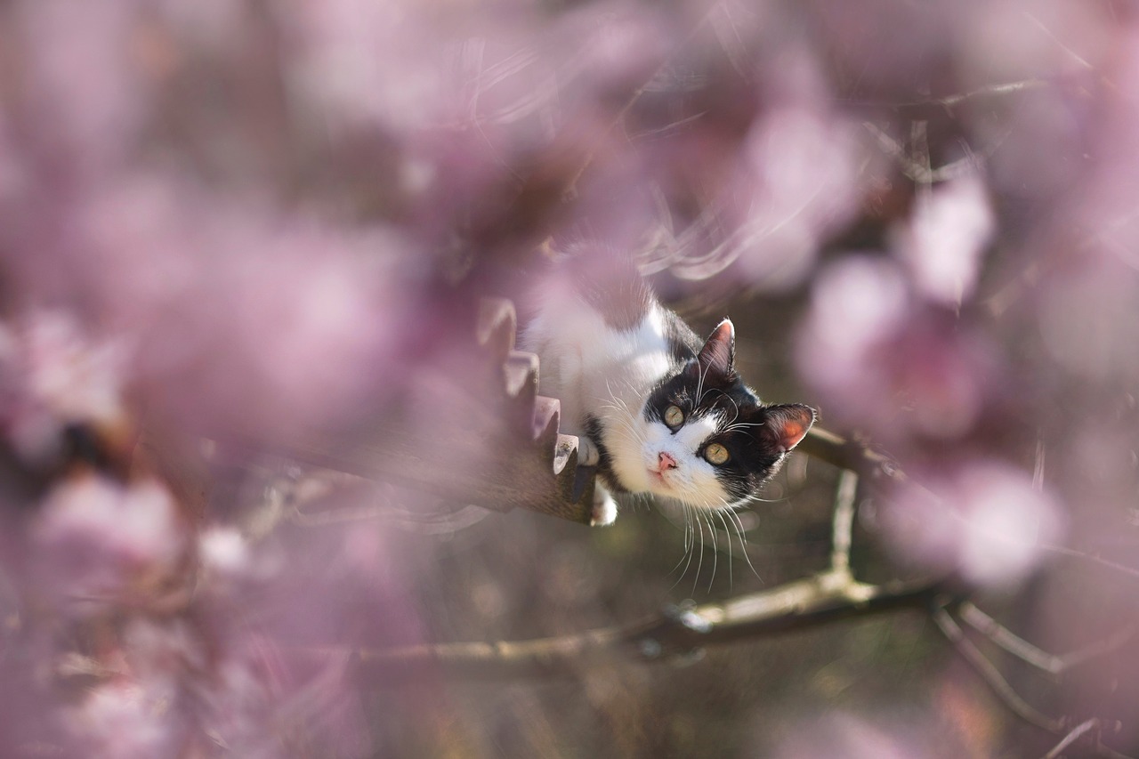 spring cat flowers free photo
