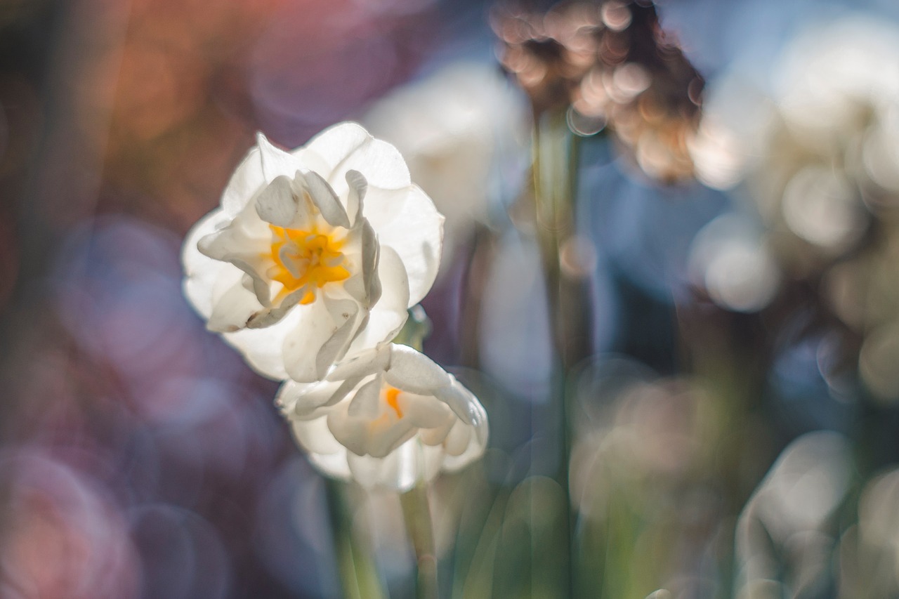 spring flower daffodil free photo