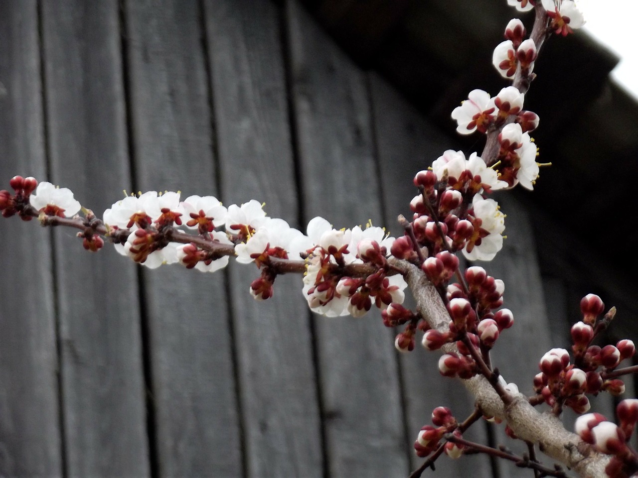 spring apricot flowers free photo