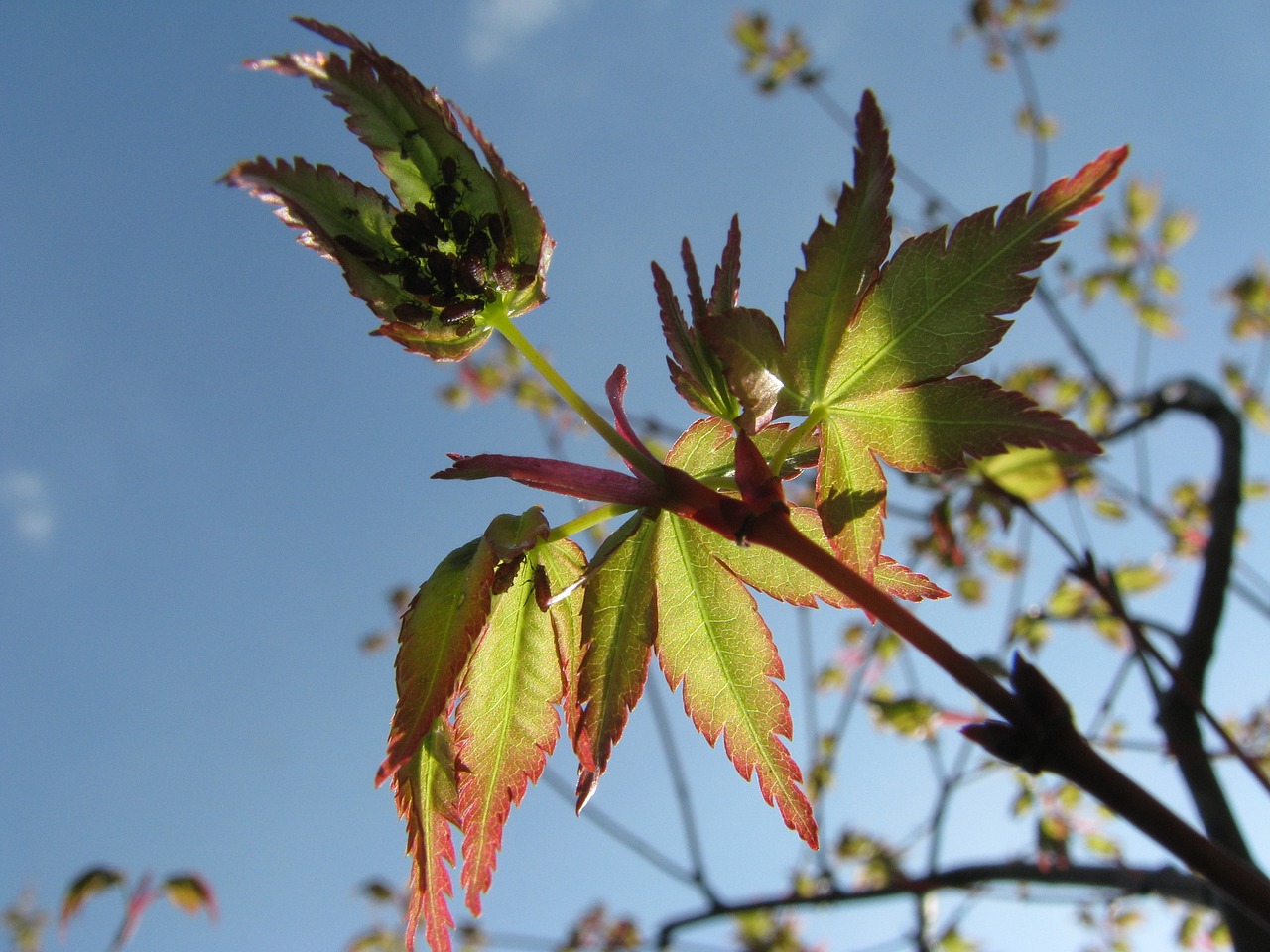 spring japanese maple foliage free photo