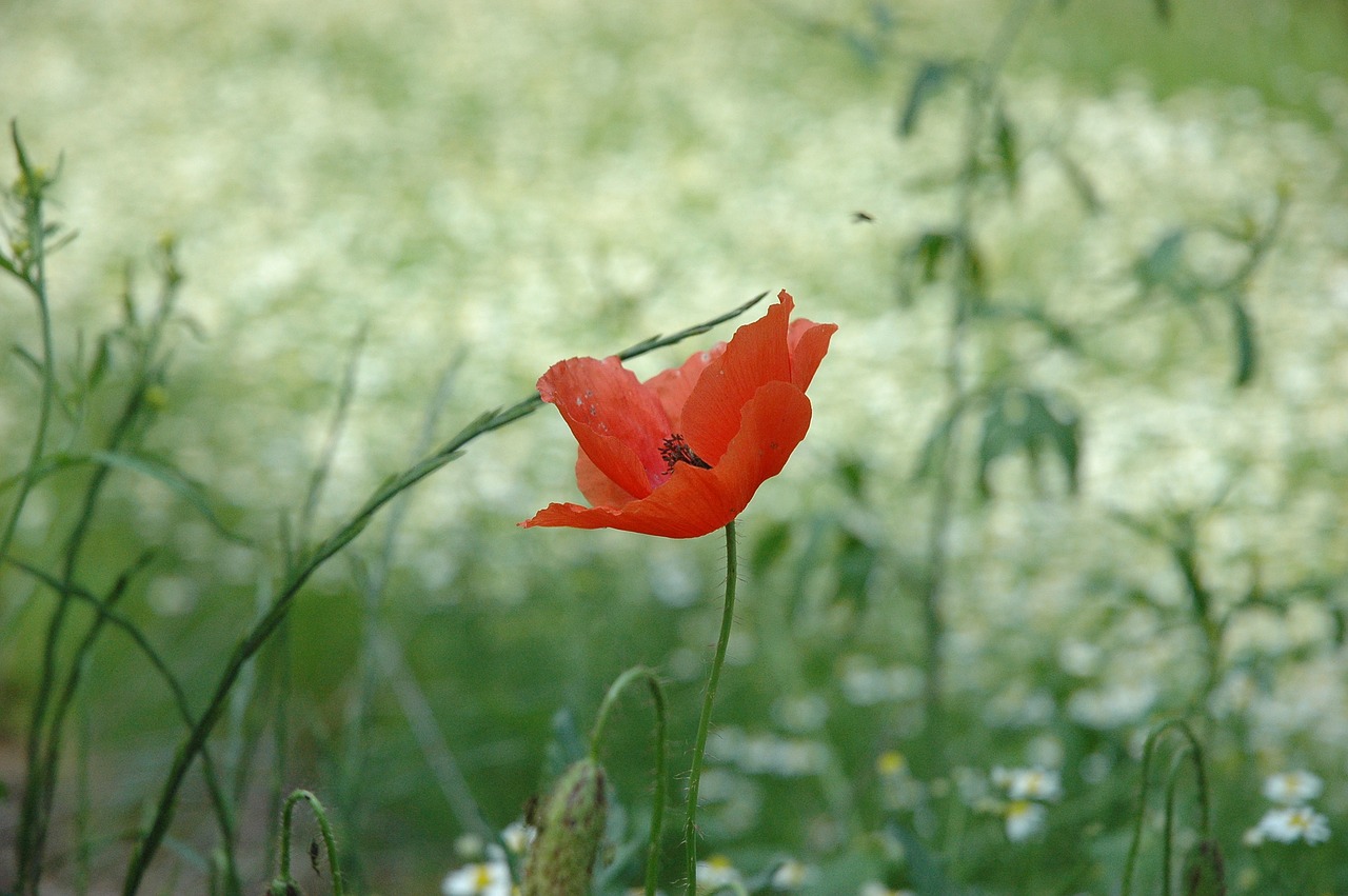 spring salento italy free photo