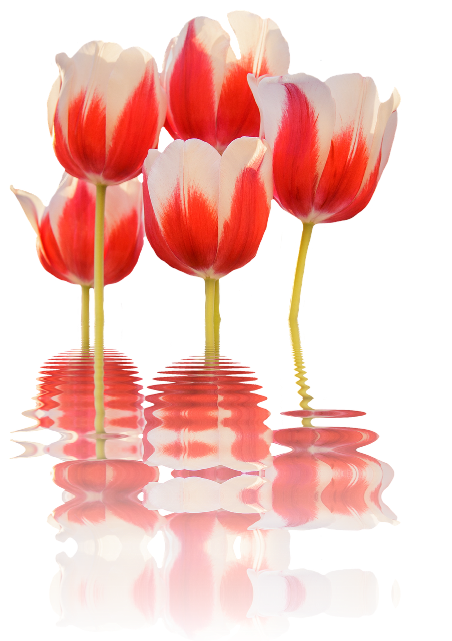 spring tulips mirroring free photo