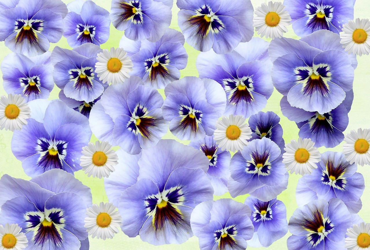 spring pansy flowers free photo