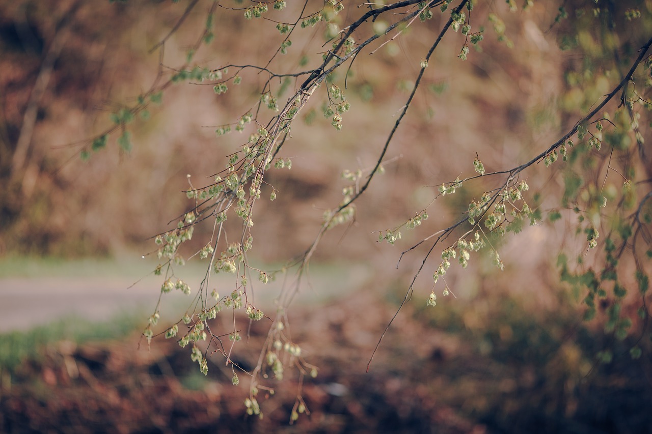 spring woods tree free photo