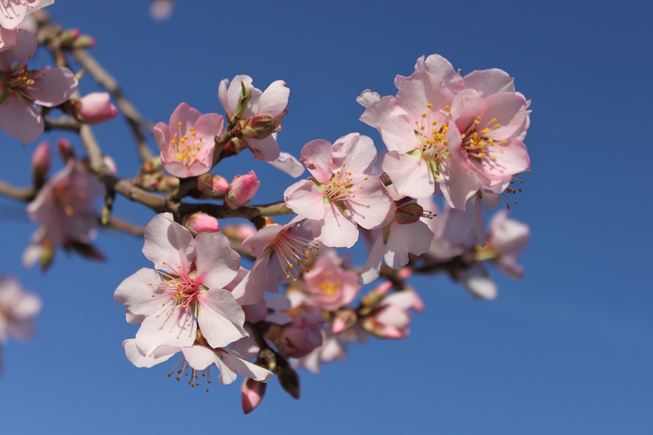 spring flower spring flowers free photo