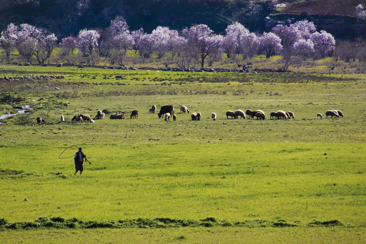 spring flower grassland free photo