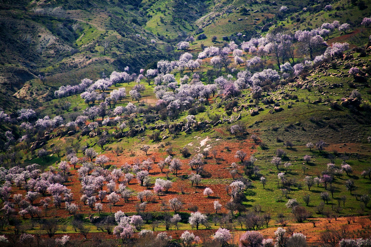 spring tree mountain free photo