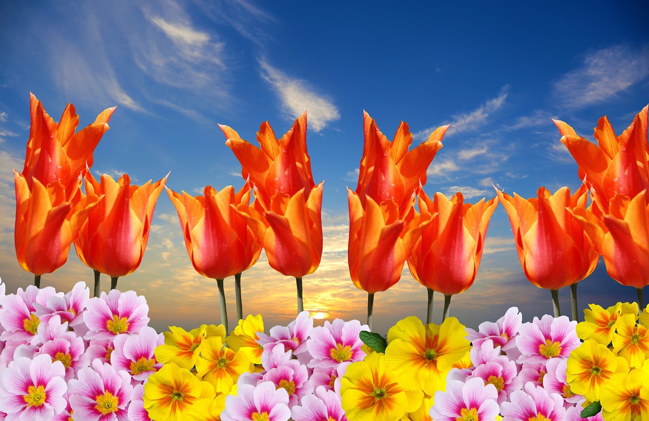 spring tulips primroses free photo