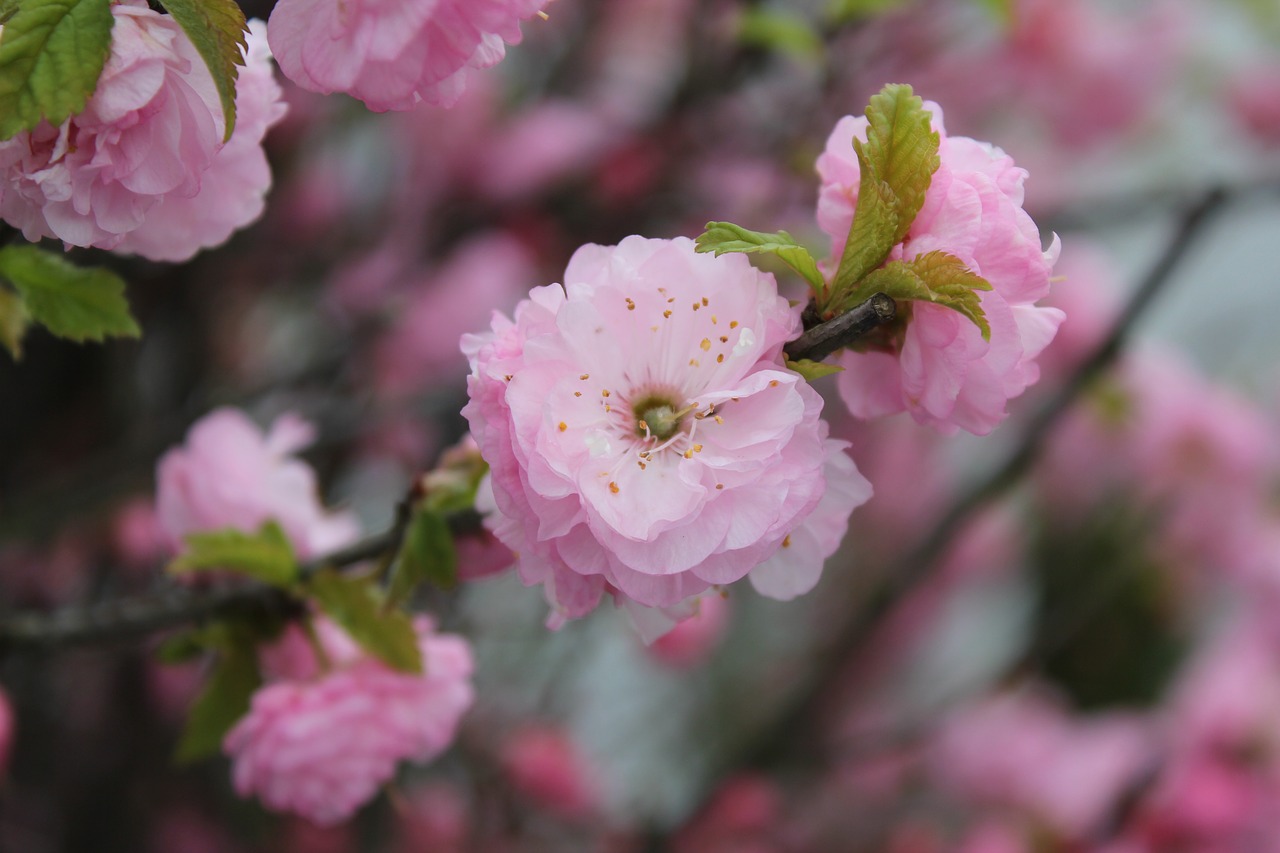 spring flowers nature free photo