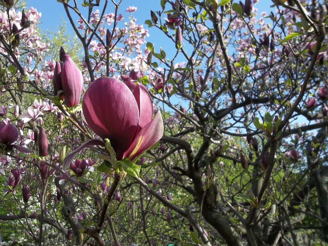 spring magnolia flowers free photo