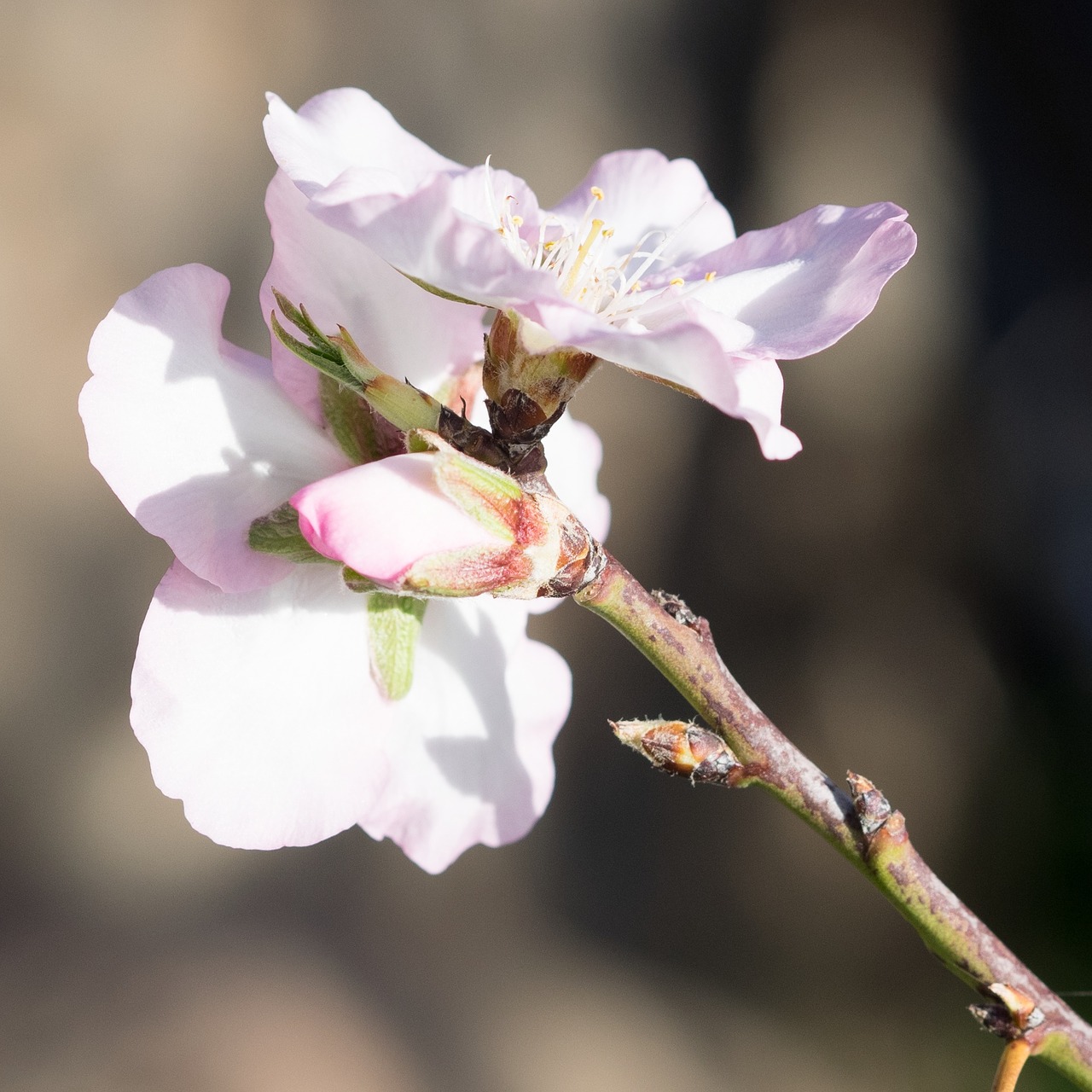 spring almond blossom spring awakening free photo