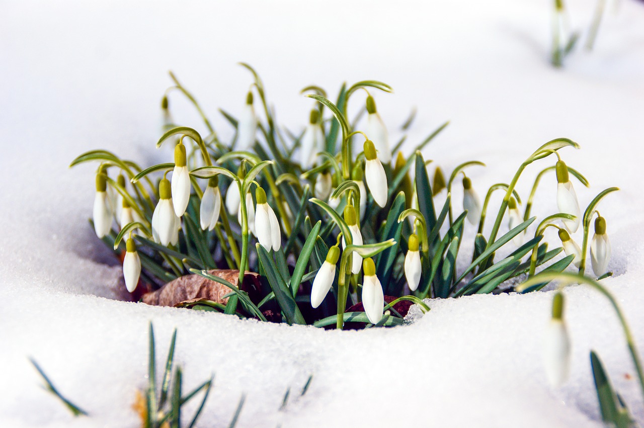 spring flower bloom free photo