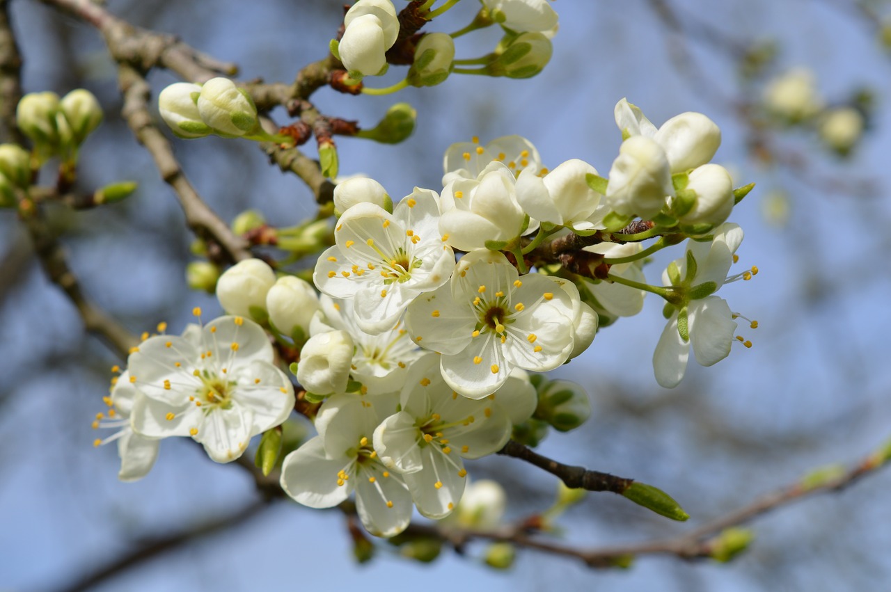 spring apple blossom branch free photo