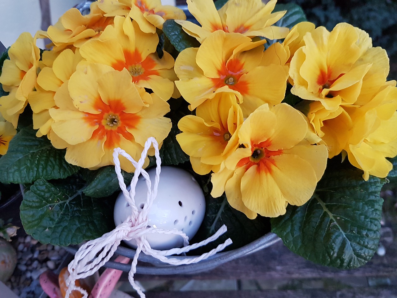 spring primroses plant free photo