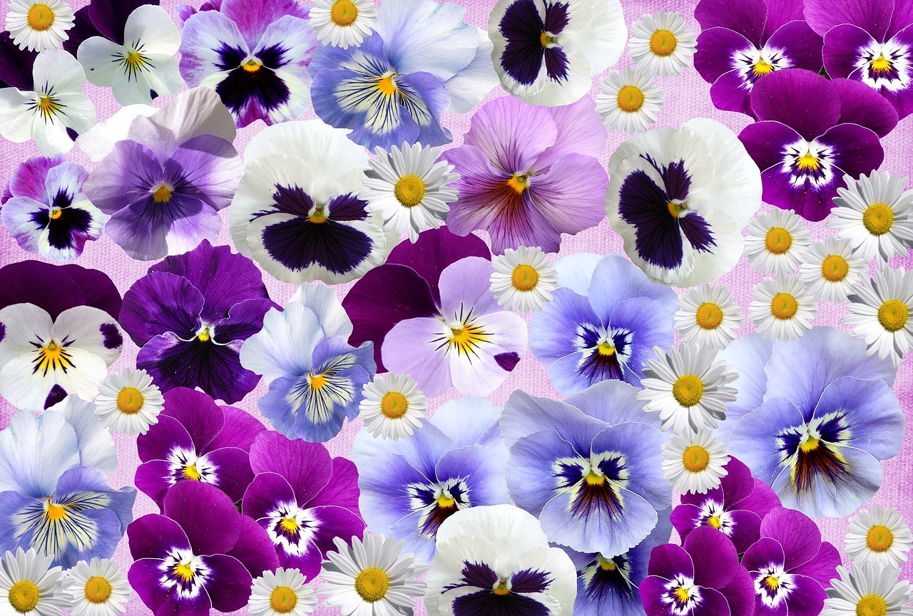 spring time of year pansy free photo