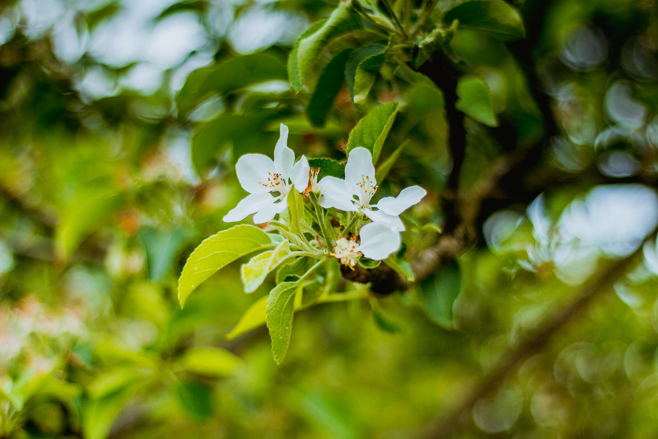 spring flower apple free photo