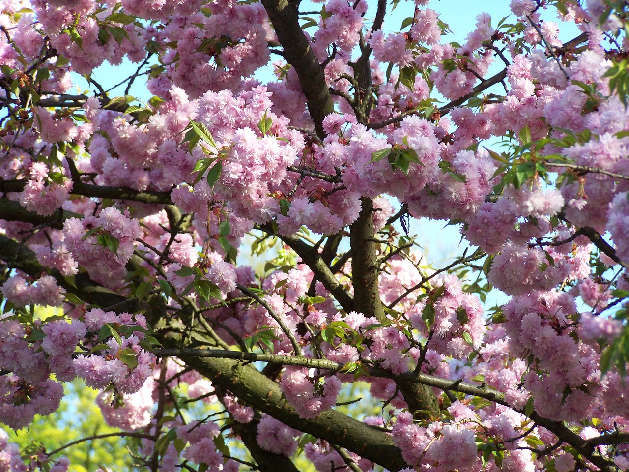 spring apple flower blooms free photo