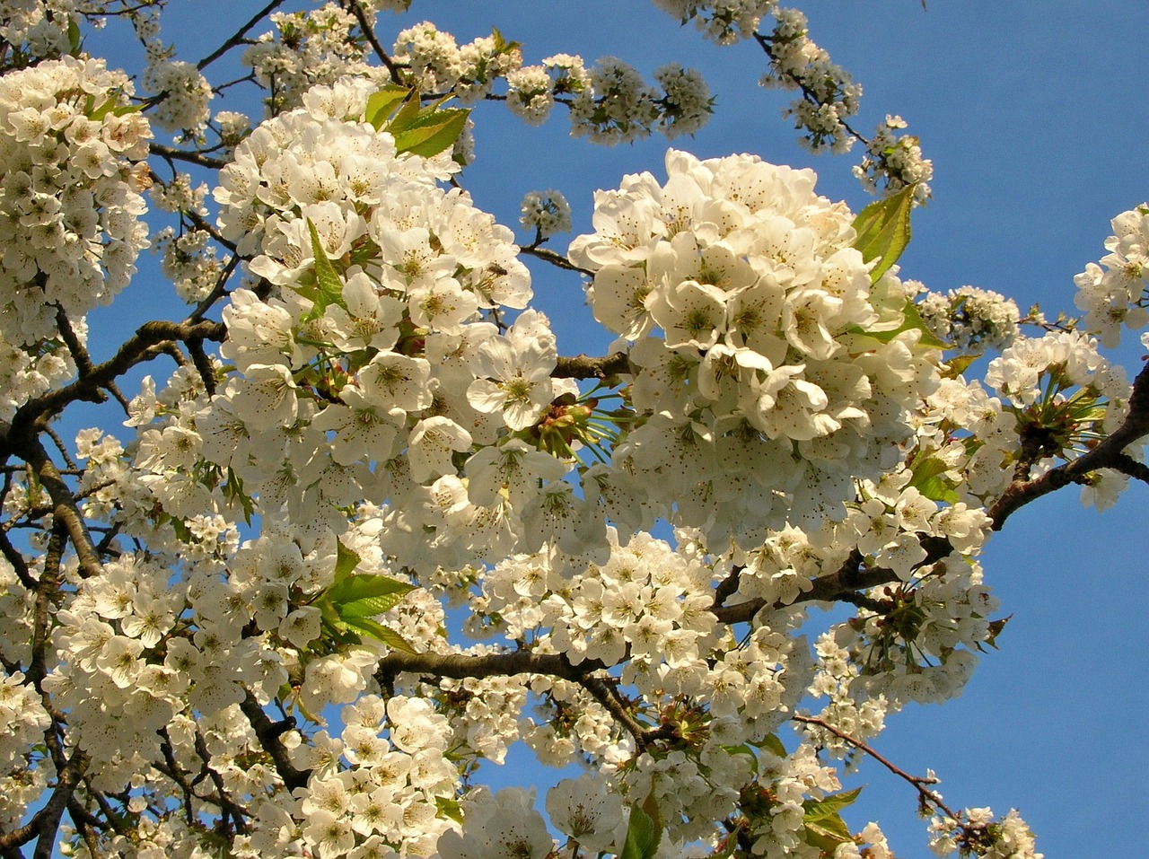 spring flower cherry free photo