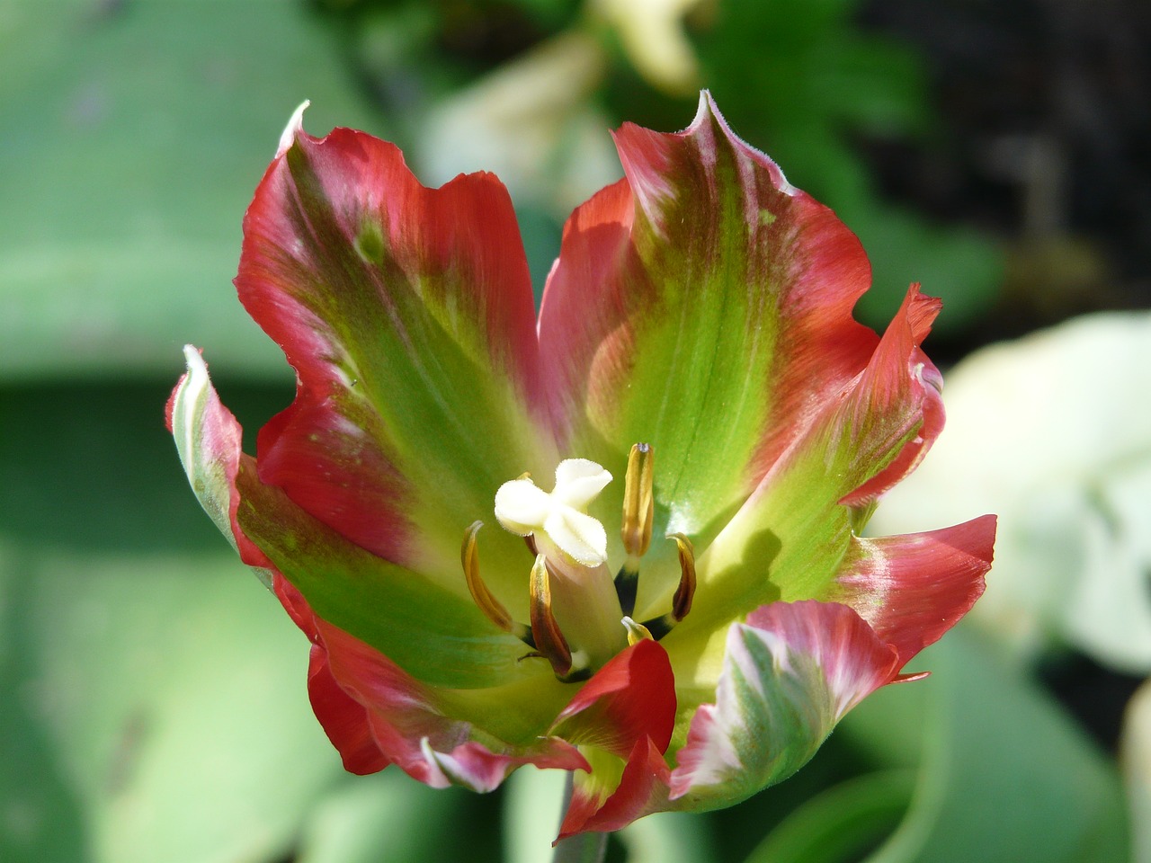 spring early bloomer tulip free photo