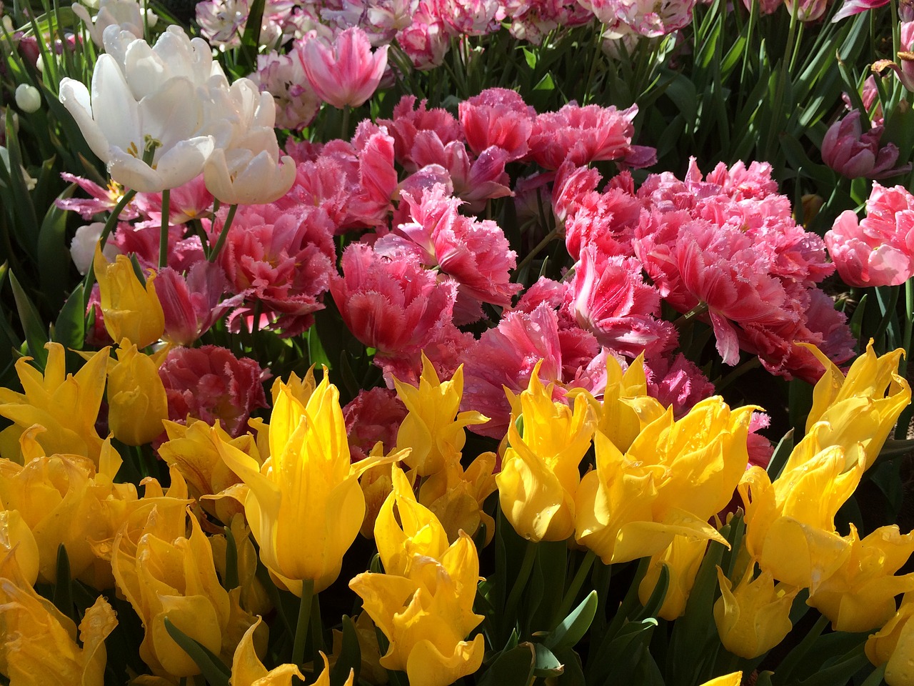 spring tulips flower free photo