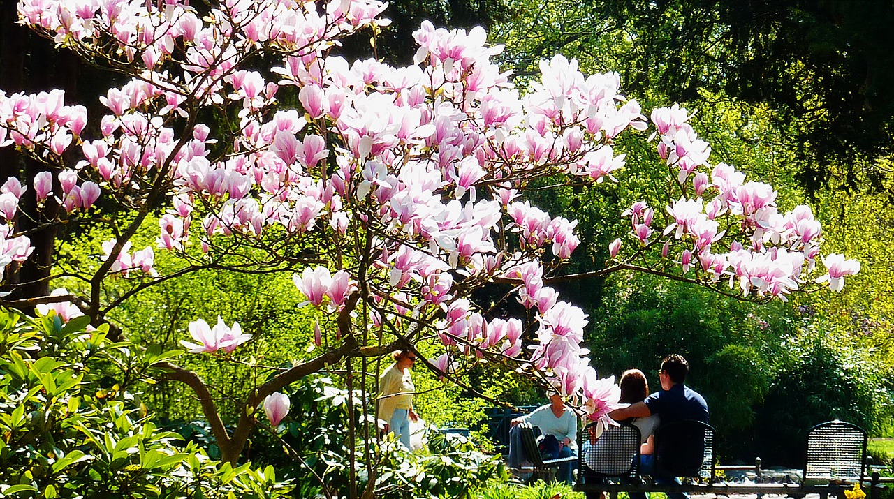 spring magnolia flowers free photo