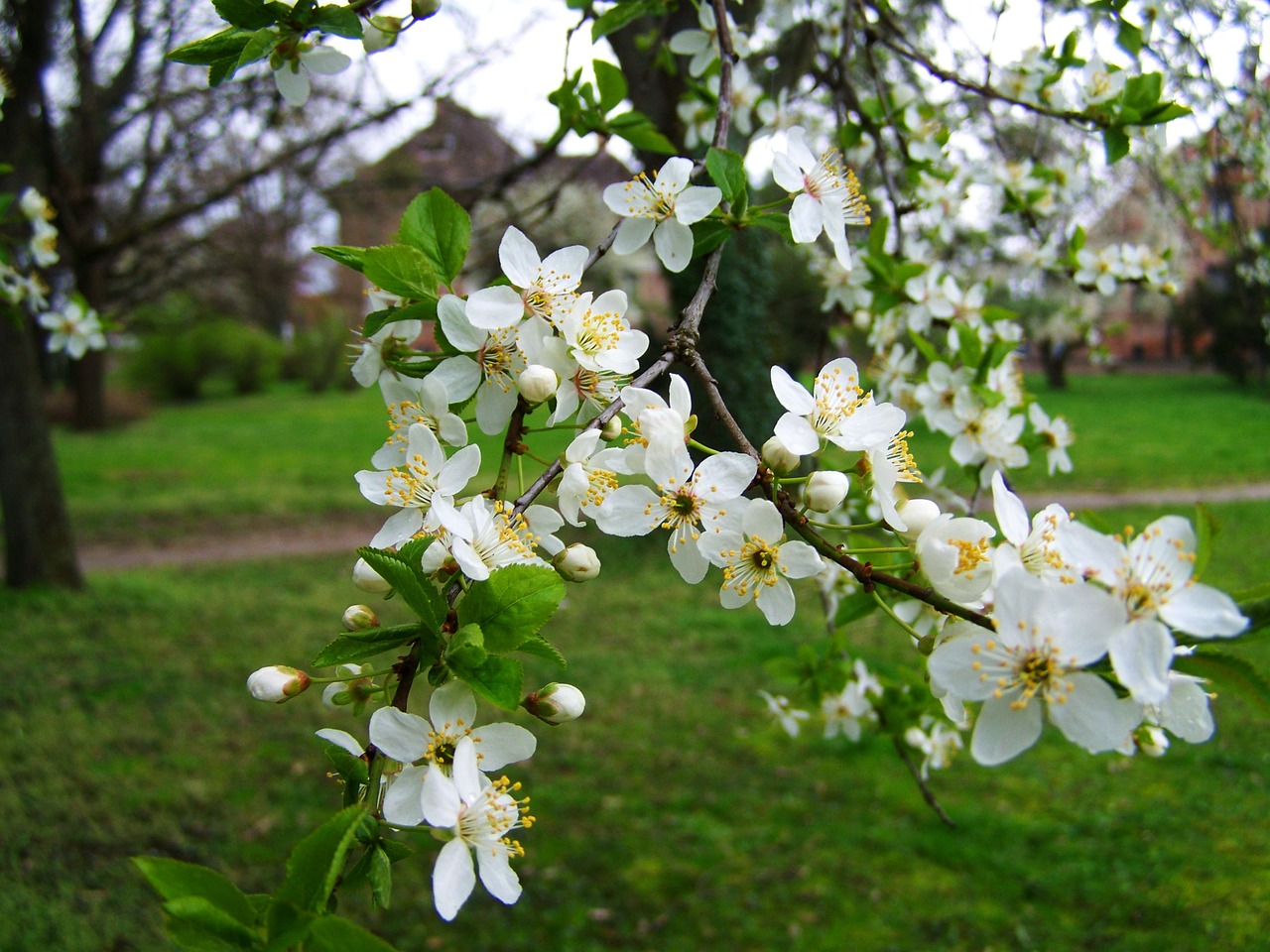 spring flowering fruit trees white flower free photo