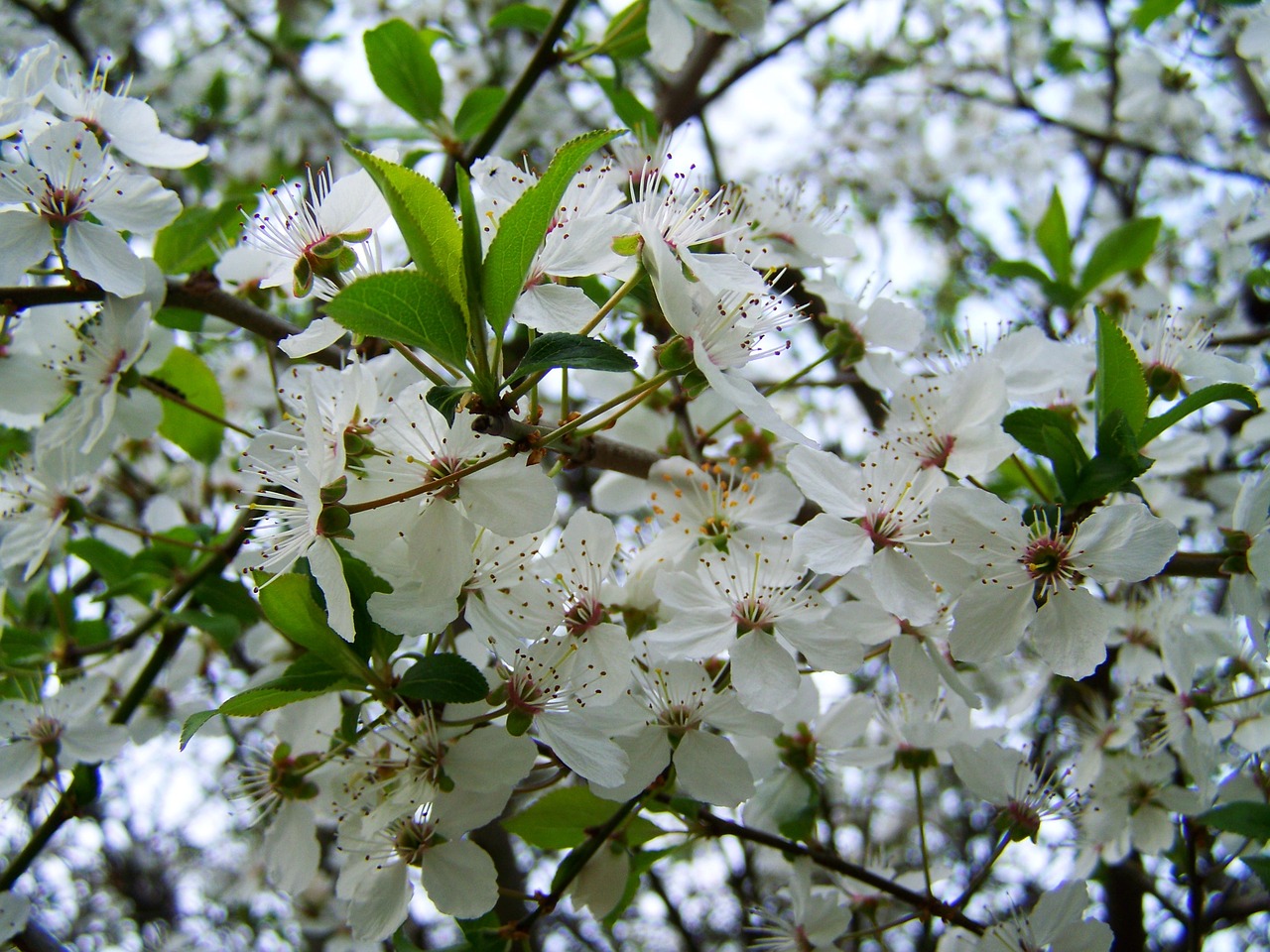 spring flowering fruit trees white flower free photo