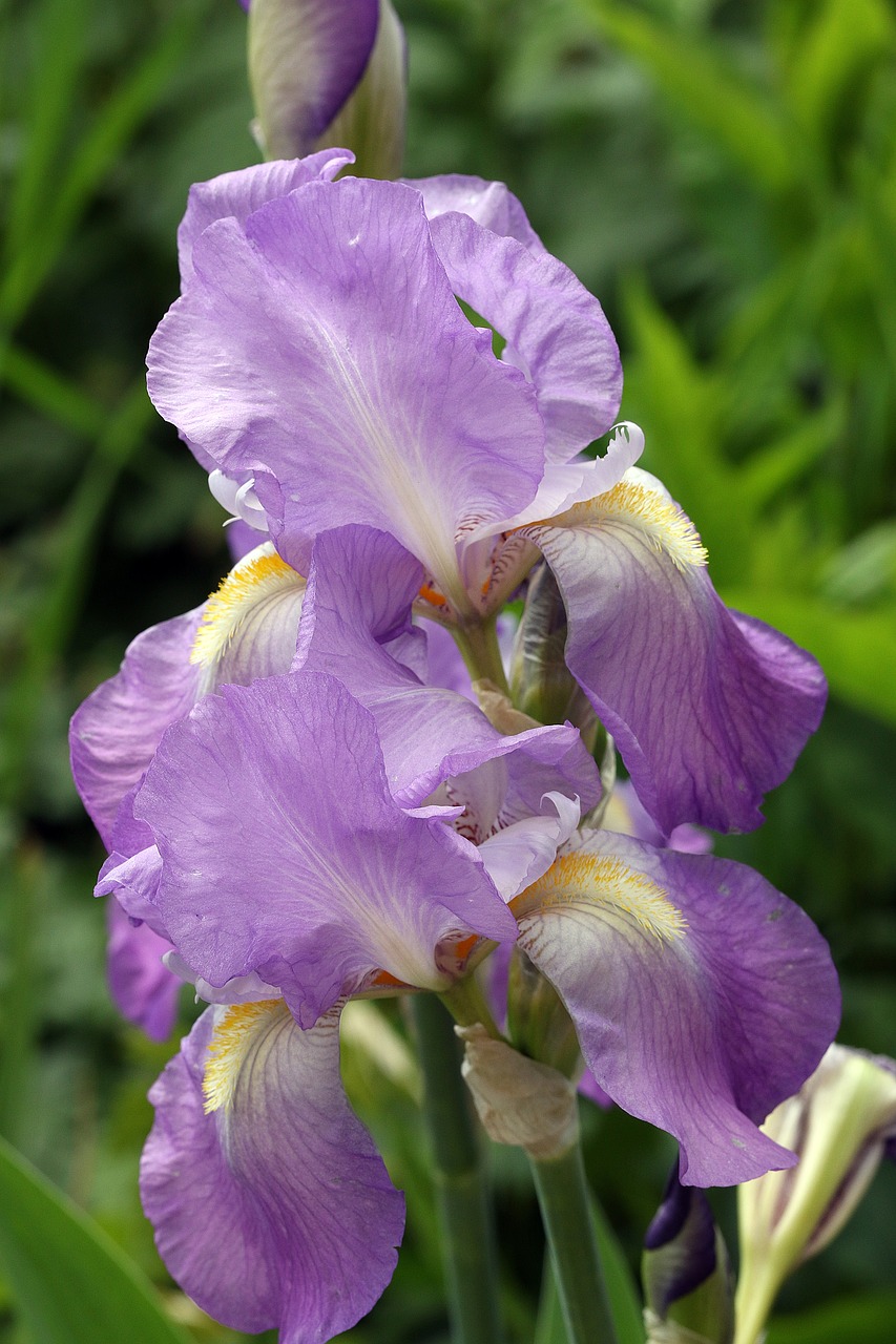 spring iris purple flower free photo