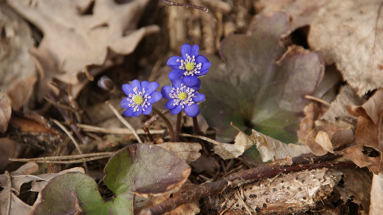 spring blue violet free photo