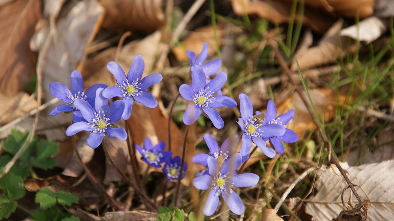 spring blue violet free photo