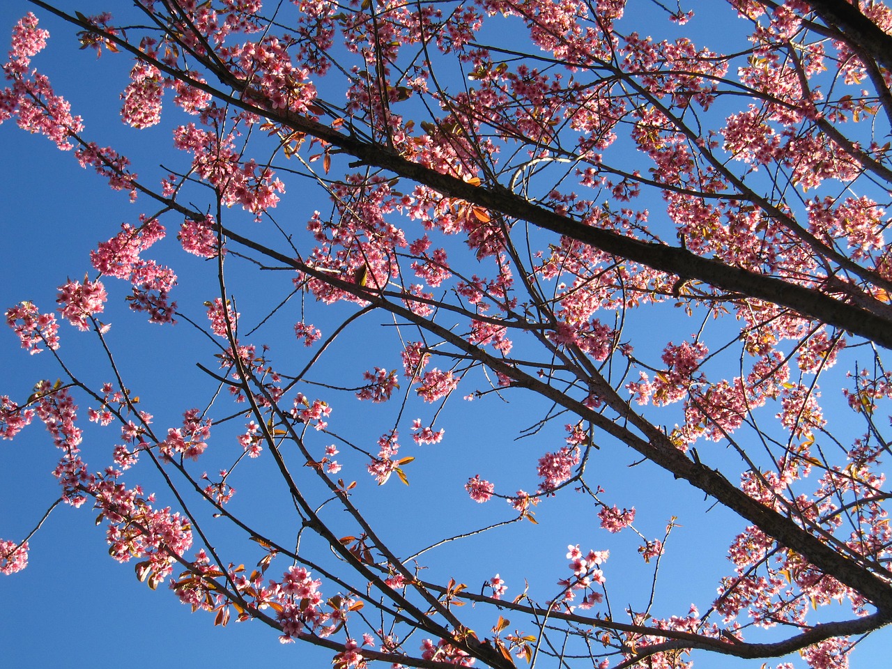 spring cherry blossom nature free photo