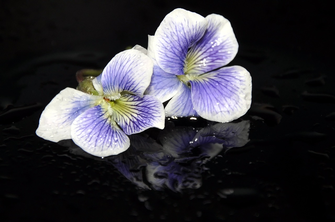 spring violet nature free photo