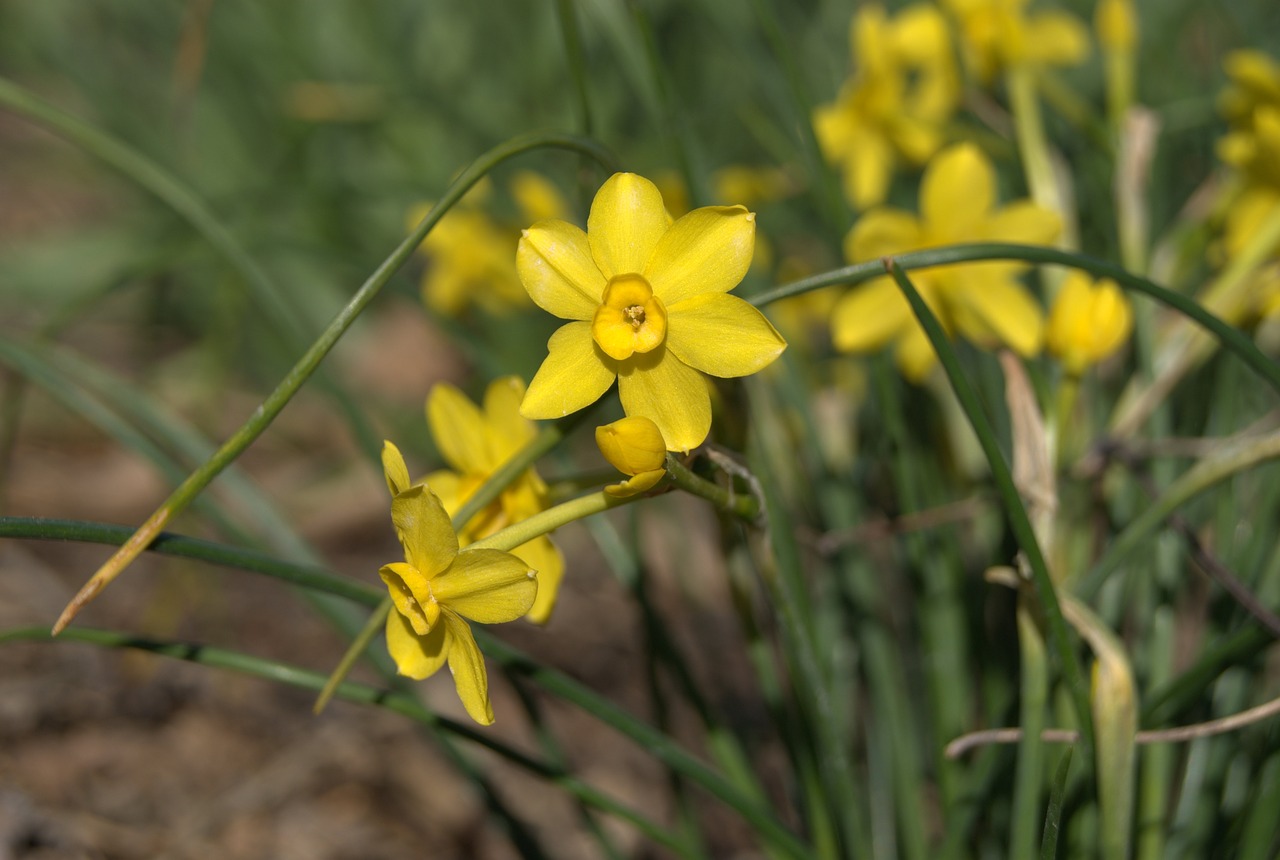spring flowers daffodil free photo