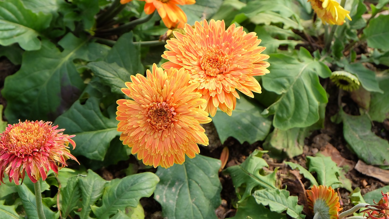 spring flower yellow free photo