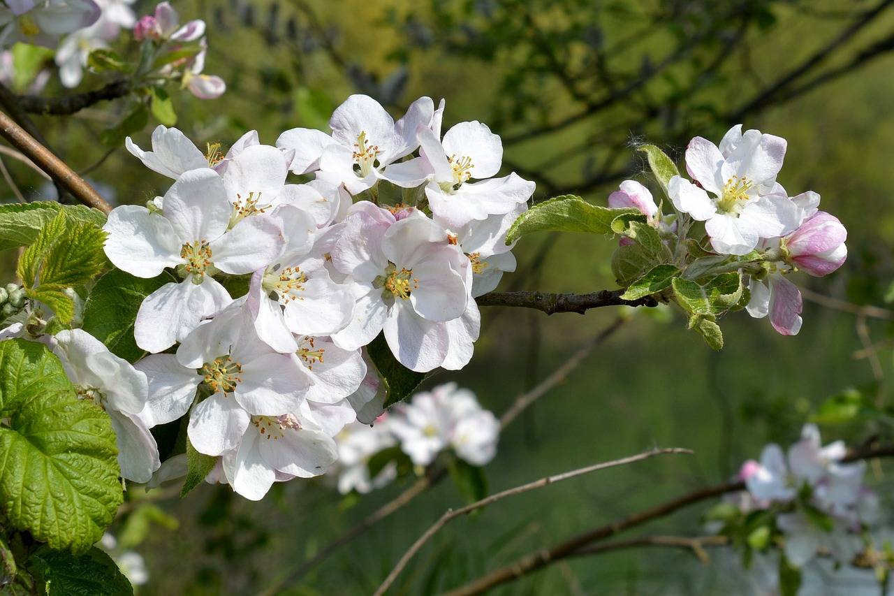 spring blossom bloom free photo