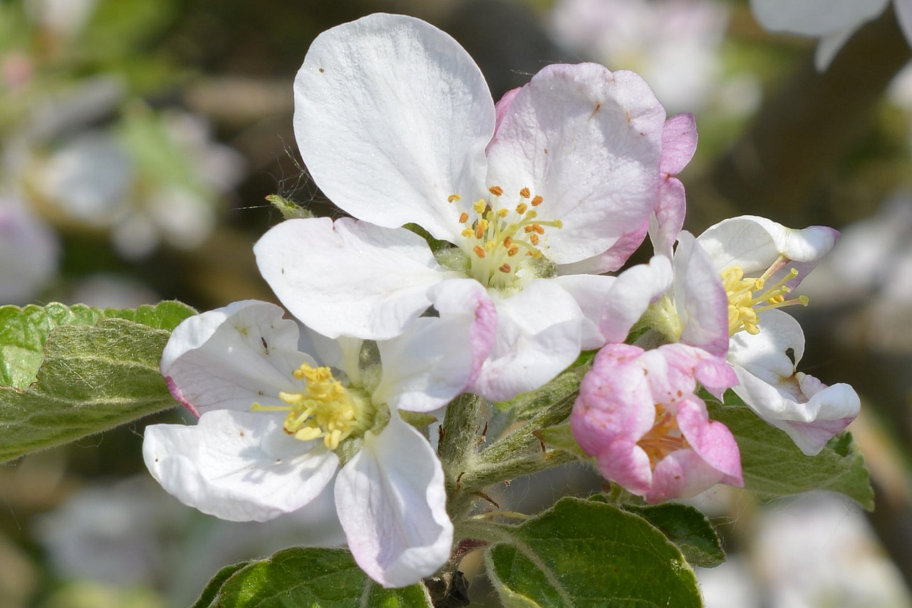 spring blossom bloom free photo