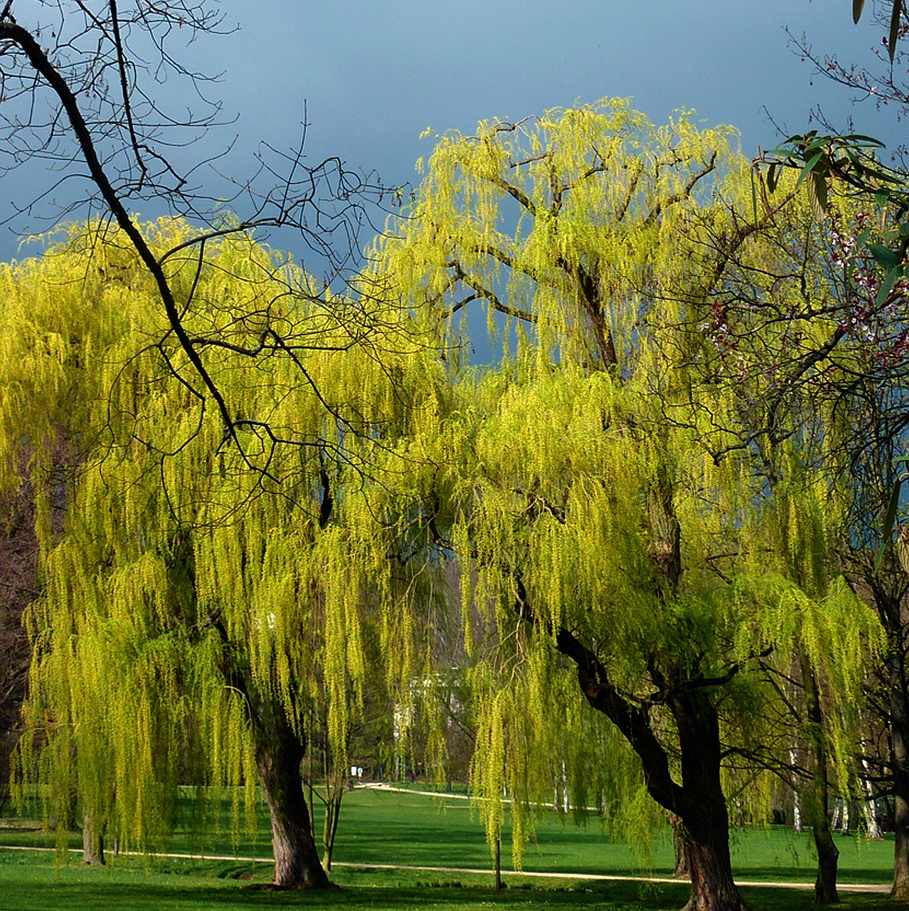 spring bud tree free photo